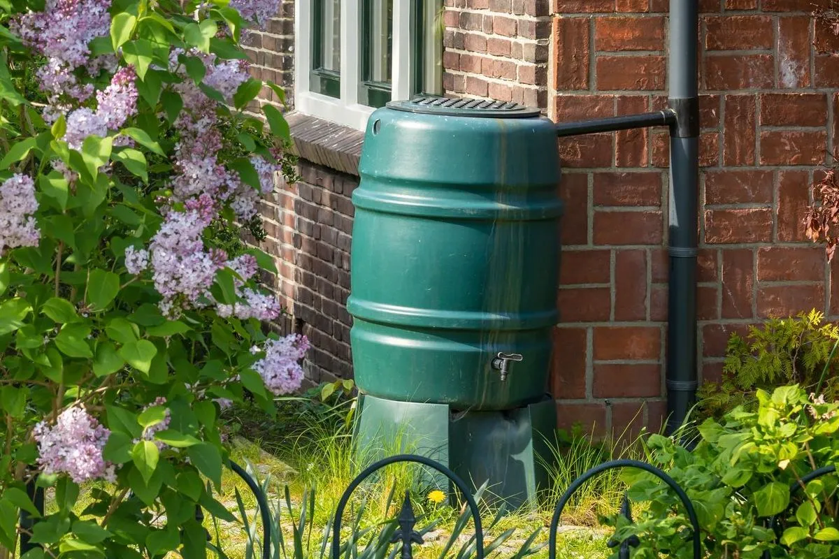 A green rain barrel collecting water from a downspout next to a brick house